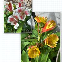 アルストロメリア,千葉県,私のお庭,千葉県北西部,庭の画像