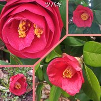 ツバキ,鮮やか ,美しい,いつもありがとう,出会いに感謝の画像