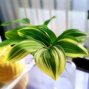 アマドコロ,斑入りアマドコロ,グリーンのある暮らし,キュンキュン乙女倶楽部,われら17年組の画像