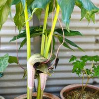 ウラシマソウ,ウラシマソウ,ガーデニング,ボタニカルライフ,山野草の画像