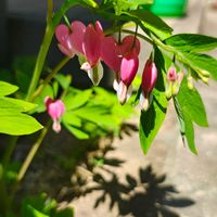 タイツリソウ,タイツリソウ,ガーデニング,ボタニカルライフ,山野草の画像