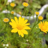 ベロニカ,キンギョソウ  シルバードラゴン,ダールベルクデージー,花のある暮らし,強い子の画像