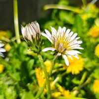 タンポポ,タンポポ,タンポポ,タンポポ,ガーデニングの画像