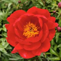 シャクナゲ,シャクヤク,シャクヤク,シャクヤク,ツツジの画像