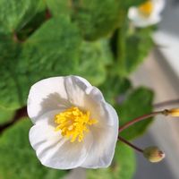 シラユキゲシ,ナガミヒナゲシ,うちの個の画像