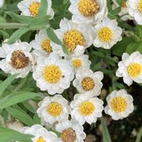 花かんざし,Juneの会,秘密の花園♡,2020年6月同期No.003,花咲く乙女たち♡の画像