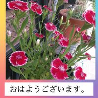 ナデシコ,ナデシコ,スマホ撮影,今日も笑顔で♡,今を生きるの画像