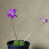 ムシトリスミレ,ムシトリスミレ,山野草,花のある暮らし,おうち園芸の画像