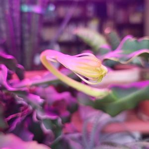 ミニドラゴンフルーツ,ミニドラゴンフルーツ,ミニドラゴンフルーツ,ミニドラゴンフルーツ,ミニドラゴンフルーツの画像