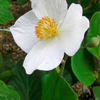 シラユキゲシ,ガーデニング,ボタニカルライフ,山野草,お庭の植物の画像