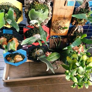 水やり,熱帯植物, ビカクシダの画像