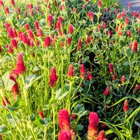 ストロベリーキャンドル,お出かけ先の画像