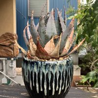 アロエ,アロエ ペグレラエ,多肉植物,塊根植物,コーデックスの画像