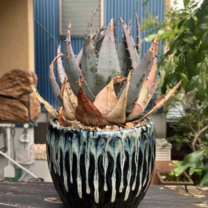 アロエ,アロエ ペグレラエ,多肉植物,塊根植物,コーデックスの画像