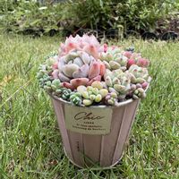 アイスドール,クィーンオブピーチ,多肉植物,紅葉する多肉,多肉寄せ植えの画像