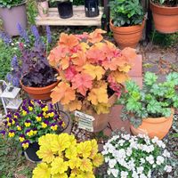 ヒューケラ,いつもありがとう♡,葉っぱ,手作りの庭,カラフルの画像