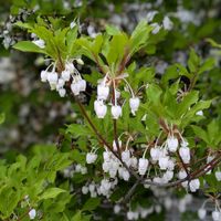 ドウダンツツジ,꒰ღ˘◡˘ற꒱かわゅ~,白い小花,さわやかな色あい,散歩道で出会ったお花の画像