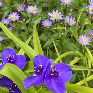 花のある暮らし,お出かけ先の画像