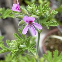 キンギョソウ,ローズゼラニウム,ニオイテンジクアオイ,ハボタンの花,ピンクのお花の画像