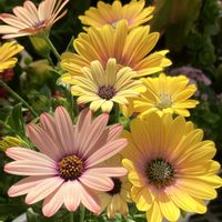 ビタミンカラー,#ガーデニング,エクステリアの画像