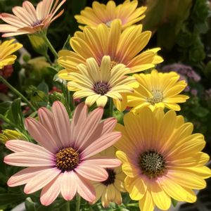 ビタミンカラー,#ガーデニング,エクステリアの画像