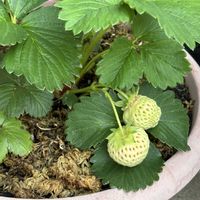 イチゴ,野鳥(キジ),野鳥,キジ,白いちご❤の画像