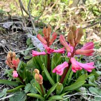 ヒヤシンス,豚丼カフェ・ばっくやーどの画像