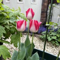チューリップ,ブルーベリー,チューリップ・ホットパンツ,ラナンキュラスラックス ティーバ,チューリップ フォクシーフォックストロットの画像