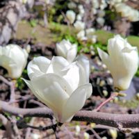 白木蓮,天神山緑地,真駒内公園の桜の画像
