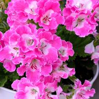 ペラルゴニウム,ペラルゴニウム  フェアリーチュチュ,ガーデニング,マイガーデン,可愛い〜♡の画像