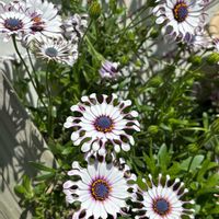 イベリス,オステオスペルマム,オステオスペルマム・サニーフィリップ,ナチュラルガーデン,お庭の花たちの画像