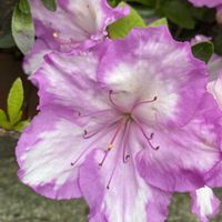 アザレア,アザレア,ご近所,散歩での画像