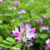 ホオズキ,レンゲソウ,コゴミ,アカバナマンサク,今日のお花の画像