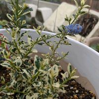 セアノサス,開花,ガーデニング,カラーリーフ,斑入り。の画像