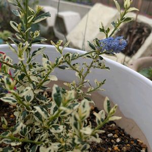 セアノサス,開花,ガーデニング,カラーリーフ,斑入り。の画像