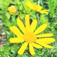 ユリオプスデージー,庭の画像