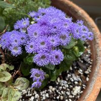 アゲラタムの画像