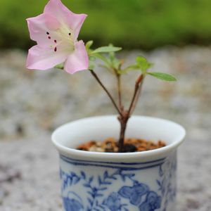 小品,挿し木,和風 小鉢,苔 (コケ),庭の画像