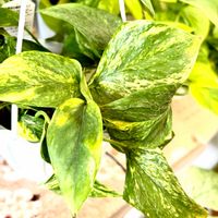 ポトス,斑入りポトス,テルノバンピー,ポトス テルノバンピー,ポトス テルノバンピーの画像