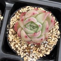 多肉植物,葉挿し,エケベリア属の画像