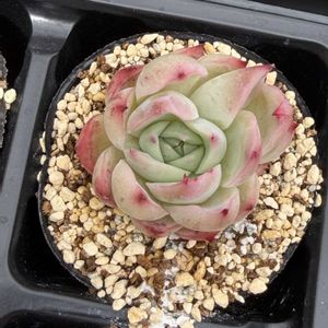 多肉植物,葉挿し,エケベリア属の画像