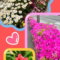 ツツジ,ノースポール,ヒメヒオウギの画像