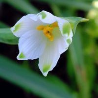 スノーフレーク,白い花,庭パトの画像