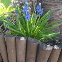 ムスカリ,球根,北海道,初春,庭の画像