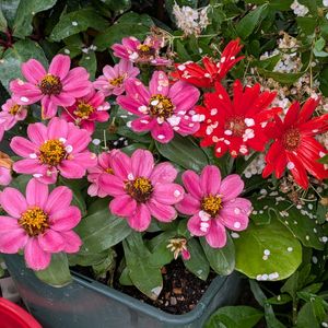 寄植え,ハンギング,小さな庭,玄関アプローチ,庭の画像