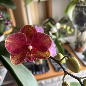 コチョウラン,胡蝶蘭,Phal.Soung Chu Cunquat,洋蘭,ラン科の画像