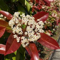 カナメモチ,赤い葉っぱ,花のある風景,GS皆様ありがとう,出勤途中での画像