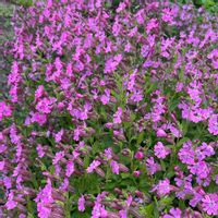 シレネ,庭の画像