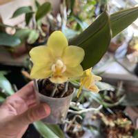 コチョウラン,胡蝶蘭,Phal.KS Orenge,洋蘭,ラン科の画像