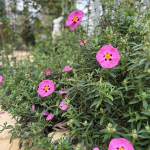 ロックローズ,花のある暮らし,ドワーフライラック,宿根ロベリアブルーニンフ,プロティアアングラータの画像